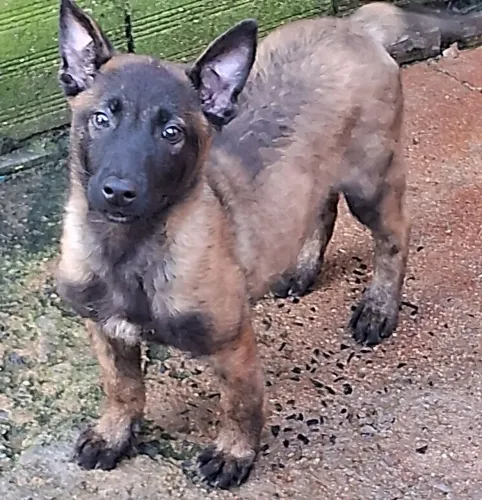 Filhote de pastor belga malinois macho