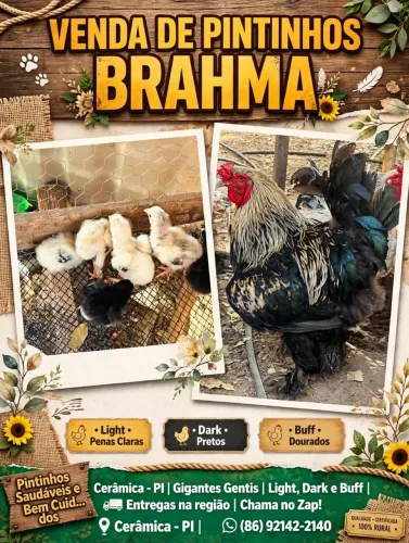 Pontos da raça Brahma