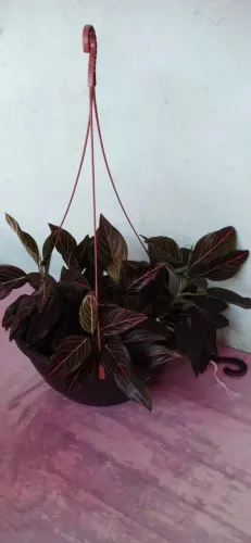 Vendo uma planta