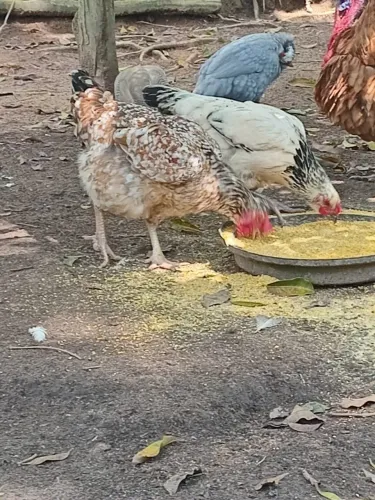 Galinha