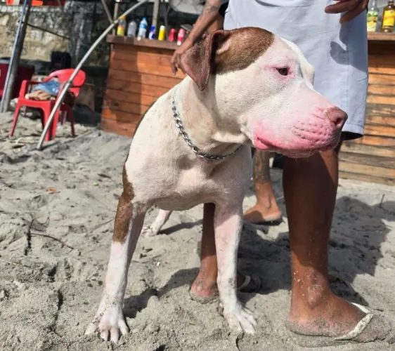 Pit Bull