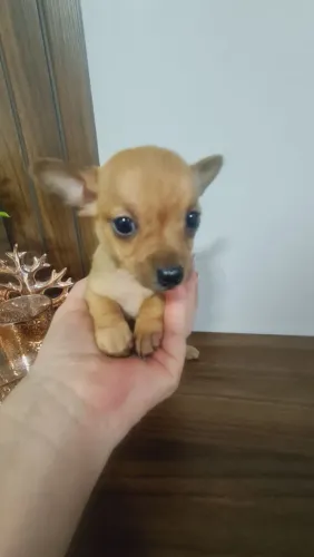 Pinscher