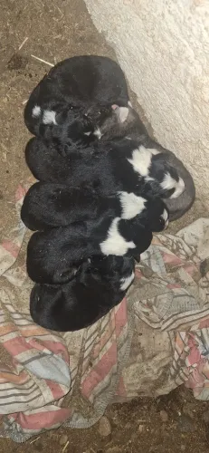 Filhotes de Boder Collie