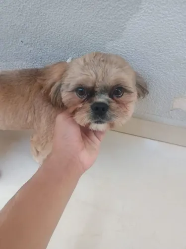 Cachorro