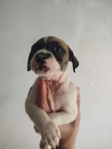 Doguinho para adoção