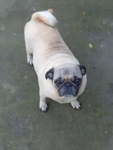 Reservas de filhotes  de pug, vendo ou troco