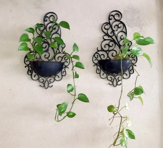 Desapego de Plantas (Preciso vender urgente)