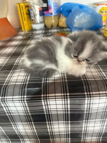 Vendo Gato Persa 