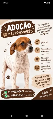 Cachorro macho filhote