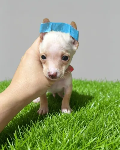 Pinscher Alegre e Saudável