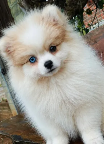 Spitz / lulu fêmea branca olho azul