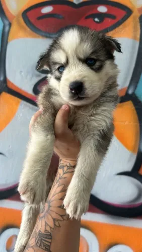 Filhote de Husky Siberiano o filhote de olhar marcante que impressiona