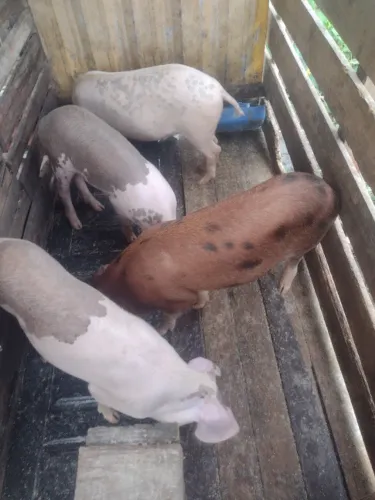 Leitão para abati. 25kg cada . R$ 500,00 cada