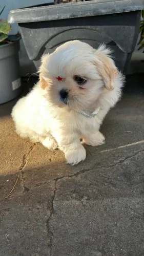 SHIH TZU FÊMEAS