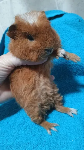 Porquinho da índia Merino