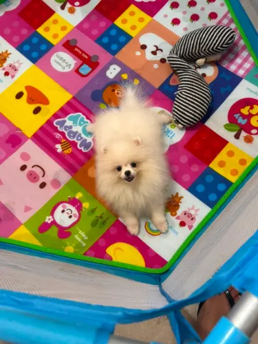 Luluzinho miniaturinha