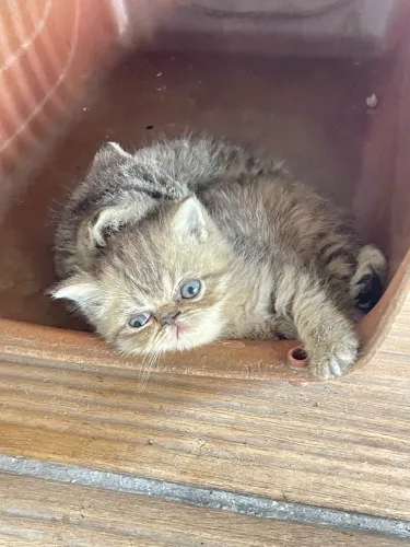 Gatos da raça  Exóticos 