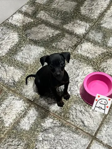 Vendo pinsher 1femea 