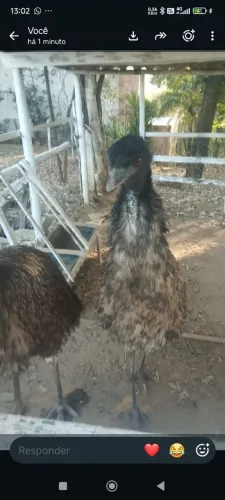 Vende EMU AUSTRALIANO GALO INDIO
