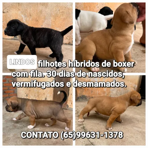 Filhotes de boxer híbridos