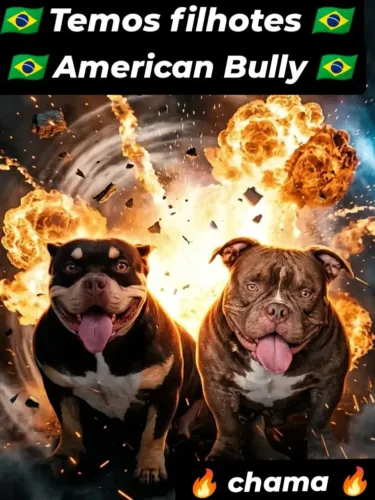 American Bully filhote 