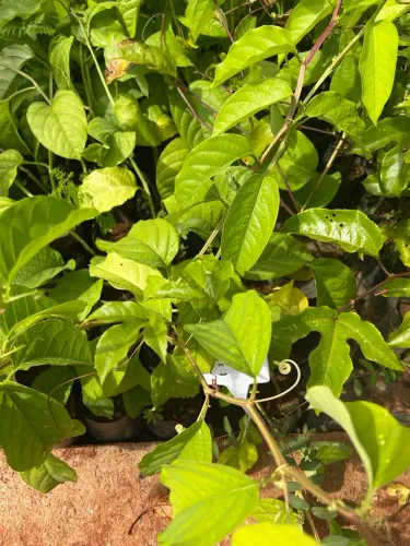 Muda de Maracujina ou Maracujá Doce 