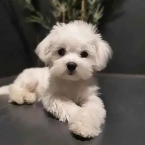 Filhote maltês, Seu novo amigo fiel está esperando por você!