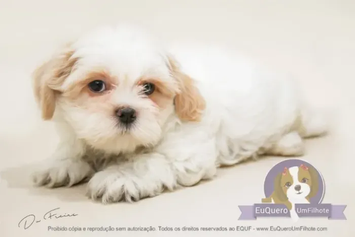 Lhasa Apso - Filhotes Encantadores Cheios de Carinho e Elegância!