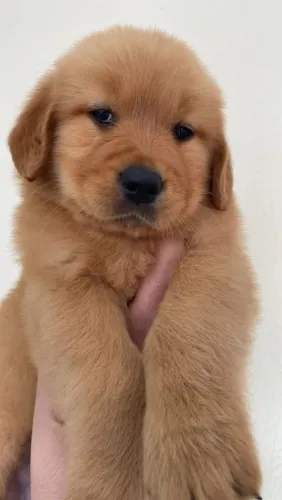 Golden Retriver
