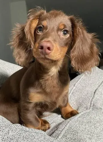 Teckel salsichinhas, Daschund Basset pelo longo e pelo curto