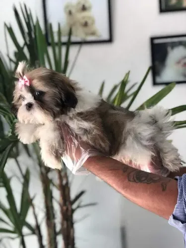 Lhasa Apso Todas as raças com ganratia total de saude e veterinario gratuito.