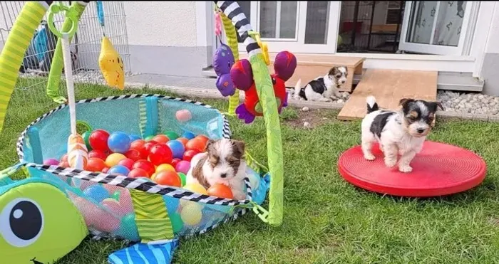 Biewer Terrier Fêmea Tricolor Carinhosa e Perfeita para Apartamentos