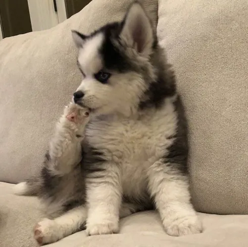 Filhote Husky siberiano, O amor de quatro patas que faltava na sua vida!