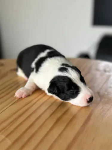 Filhotes de Border Collie puros