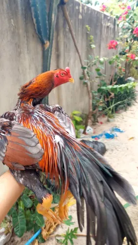 Galos de raça  4 frangos bem alinhados pra vender 