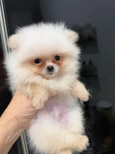 Spitz alemão anao