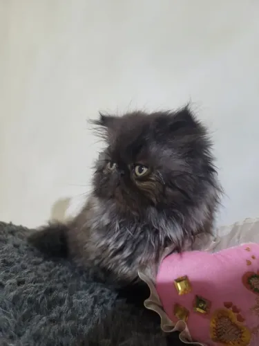 Filhote de gato persa
