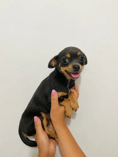 Chihuahua fêmea