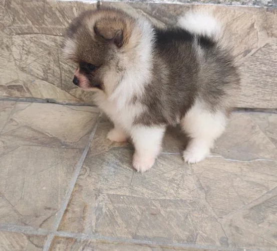 Lulu da Pomerânia Spitz Alemão filhote