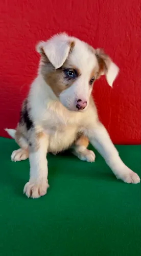 Fêmea Blue Merle com pedigree. Border Collie
