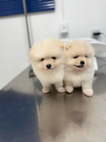 VENDO SPITZ ALEMÃO ANÃO - Pedigree CBKC