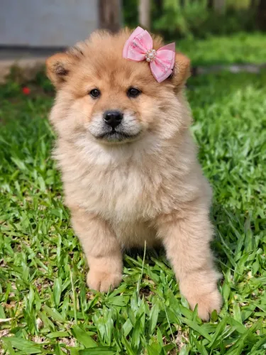 Chow Chow fêmea perfeita bebezinha!