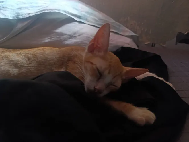 Doação de gatinho laranja 