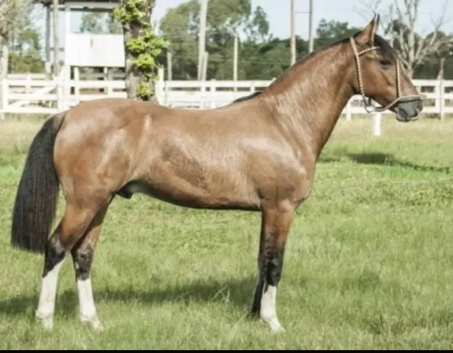 Doando cavalo