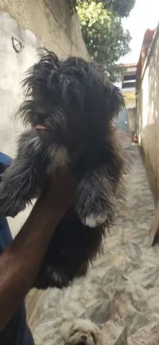 Cães de raça