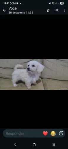 Poodle 