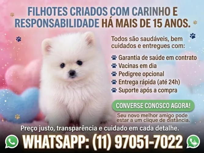 Filhotes de Lulu da Pomerania Machinho