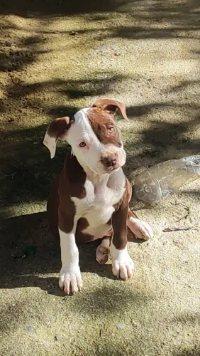 Filhote de cachorro Pitbull Monster macho 