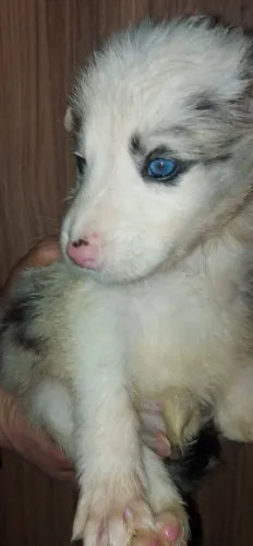 Filhotes de Border Collie