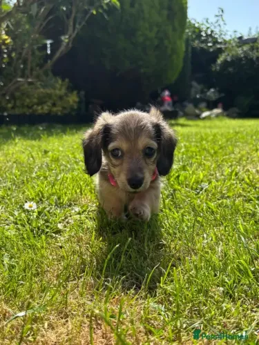Neném dachshund/teckel/basset/salsicha/cofap saudável e linhagem dócil